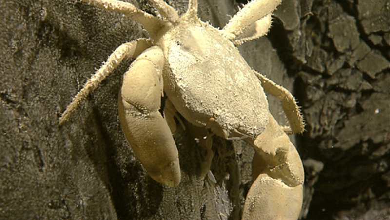 A Brachyuran crab rests on rock near a site of diffused venting. These blind crabs are typically found inhabiting mussel beds close to hydrothermal activity.
