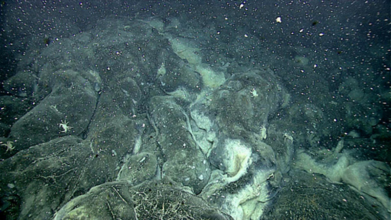 Diffuse venting areas, such as this one found on an early dive, host unique microbial communities fueled by nutrients contained in the escaping hydrothermal fluids.