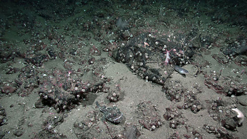 ROV image used to ground truth the backscatter observations.