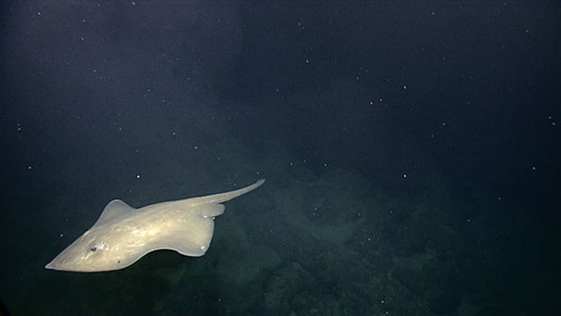 A deep-sea skate glides through a cloud of diffused 'smoke'.