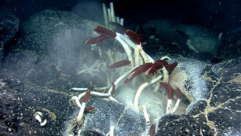 Riftia tubeworms colonize diffuse vent habitats between broken pieces of lava. Small mussels, less than two inches, were growing in cracks adjacent to vent openings (lower right).
