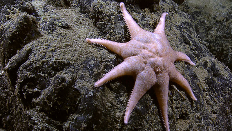 Eight-armed Starfish