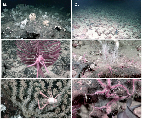 Images of the Paramount Seamount biological communities and geological setting obtained during an ROV dive from the expedition.