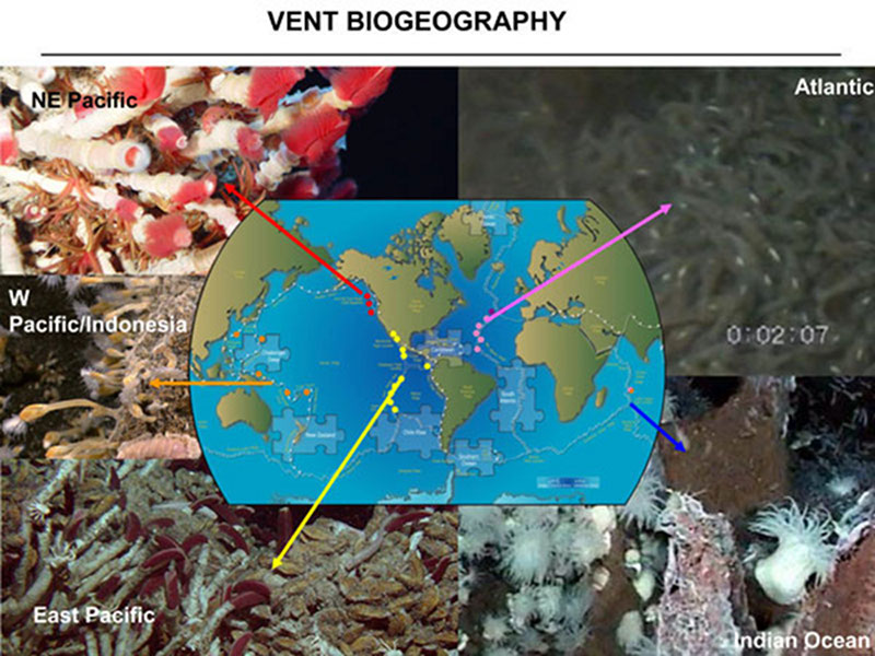 Vent Biogeography: Piecing Together the Puzzle of Animal Communities at Vents Sites in the Global Ocean