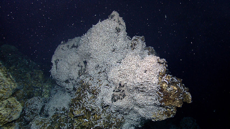 Why Are Scientists Exploring the Deep Sea of the Mid-Cayman Rise?