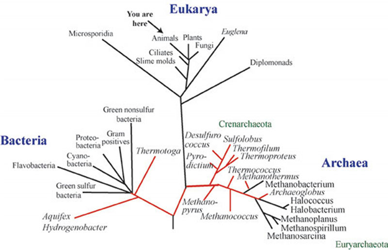 All of life on earth is divided into three major domains- the Bacteria, Archaea and Eukarya. This is the universal phylogenetic tree based on a gene that we all have, the ribosomal RNA. We (humans) are located in the crown group of animals, but the majority of diversity on this planet is in the microbial (bacterial and archaeal) world. Those lines highlighted in red lead to organisms that are heat-loving, the focus of much of our work at deep-sea hydrothermal vents.