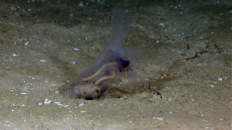 A translucent holothurian; the gut can be seen through its transparent body wall. The holothurian feeds by trapping particles in its tentacles that are held in the water column.