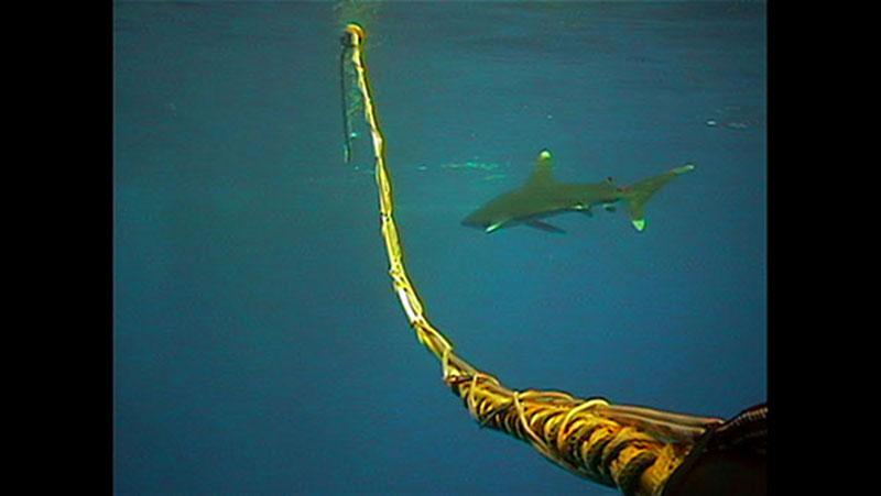 As “Little Herc” was surfacing, the cameras captured something we hadn’t been expecting to see—this oceanic white-tip shark investigating the ROV tether.