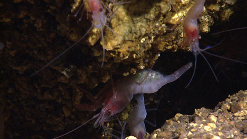 Green eggs can be seen on this alvinocarid shrimp living near a hydrothermal vent at the Von Damm site.