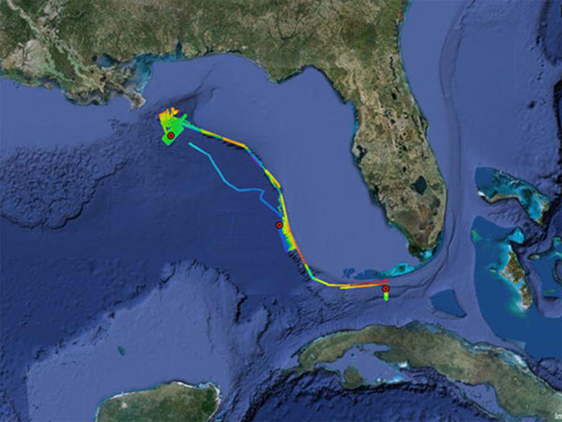 NOAA Ship Okeanos Explorer multibeam sonars trackline in the Gulf of Mexico.