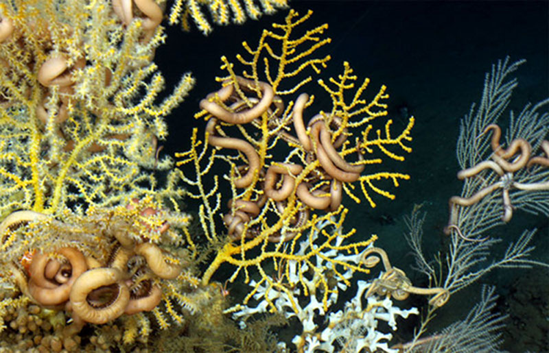 Deep-sea corals flourish in the dark depths of the Gulf of Mexico, providing foundations that attract lush communities of other animals, including brittle stars, anemones, crabs, and fish. This diversity of life on the seafloor may be out of sight, but it is has been squarely on the minds of scientists seeking to determine the short- and long-term ecological impacts of the Deepwater Horizon oil spill.
