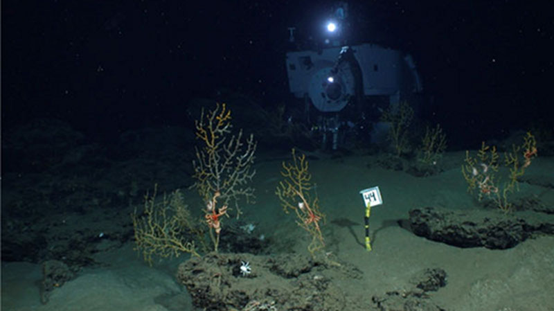 Corals and associated animals living with them in the vicinity of the Deepwater Horizon