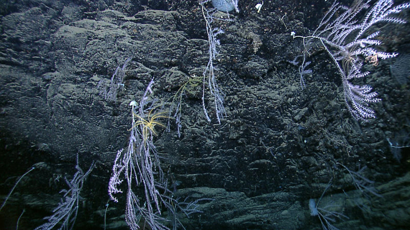 Bamboo corals (with an attached crinoid) on a scarp wall in the DeSoto Canyon area (2,055 meters depth).