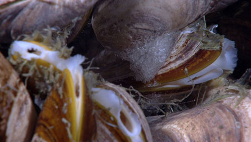 A hydrate ‘beard’ on the underside of a mussel at the methane bubble seep site.