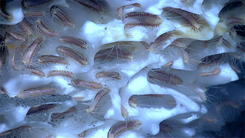 An aggregation of methane ice worms inhabiting a white methane hydrate.