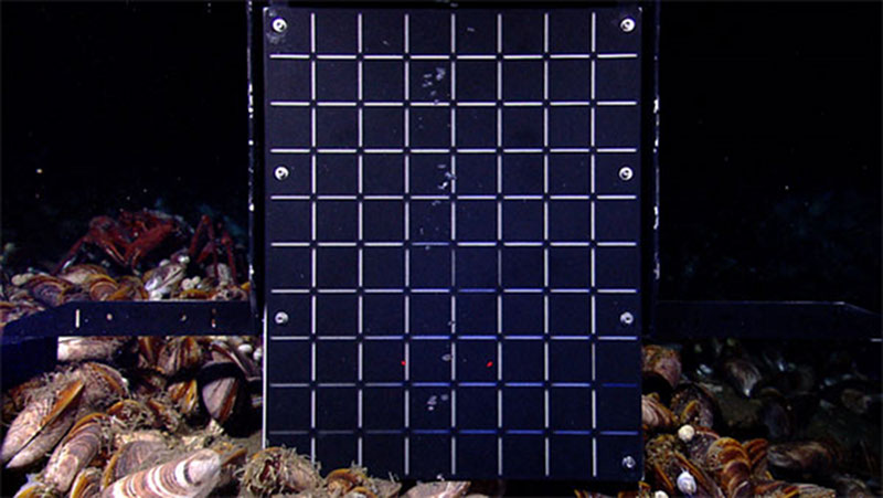 Gas bubbles from a natural seep rise up in front of a calibrated grid.