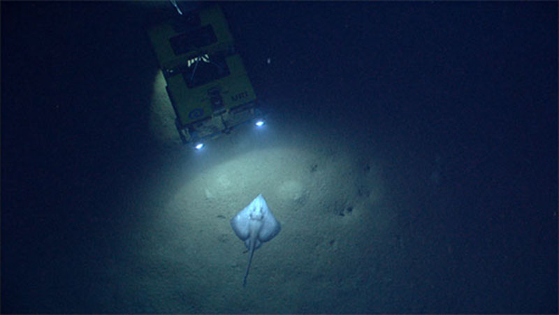 NOAA's Seirios camera platform images the Little Hercules ROV during a seafloor encounter with a skate.