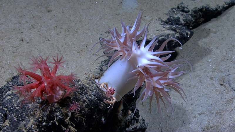 Two red Anthomastus octocoral (a large one and small one), a squat lobster (Munidopsis sp.), an anemone, and several shrimp are imaged on a rocky outcrop during a dive at the Sigsbee Escarpment.