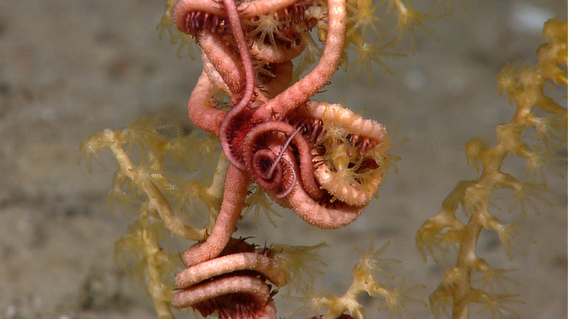 A brittlestar wraps itself around a soft coral (Paramuricea).