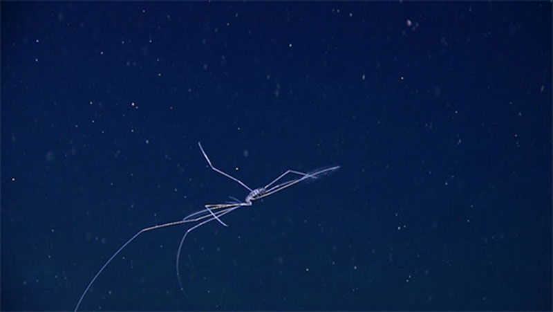 Mission Personnel flocked to the ROV Control Room when the ROV happened upon a swimming deep-sea spider. You can see the long closely packed setae on the rear legs.