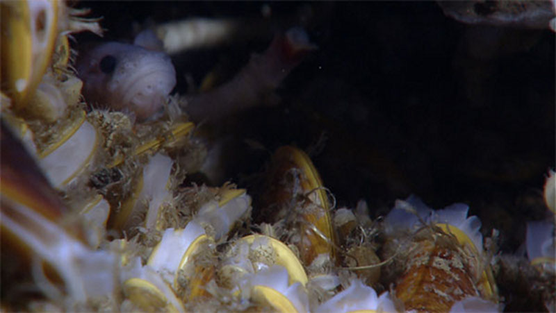  A zoarcid fish peeks out from a bed of chemosynthetic mussels. A few tubeworms are visible in the background.