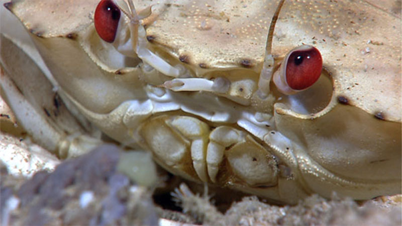 Close-up of a deep sea crab imaged with the Little Hercules ROV.