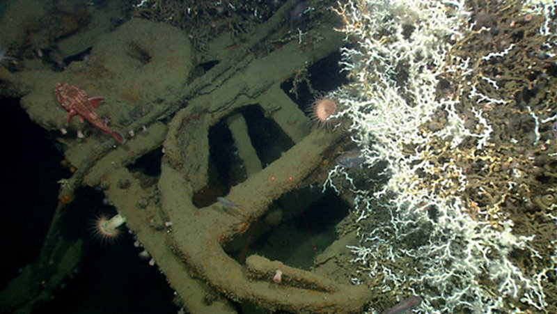 Anchor resting on the top of the Site 15429 wreck. Lophelia coral is also visible.