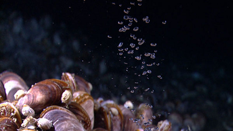 Bubbles of methane gas rise through a mussel bed at the Pascaguola Dome.