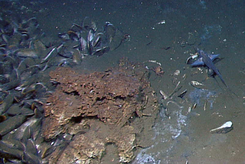 A chimera fish and golden crab (Chaceon sp.) near a clump of seep mussels. These animals spend much of their lives wandering the barren mud bottom of the Gulf of Mexico, but occasionally visit seeps. They could be important agents in transferring energy from seeps to the greater Gulf of Mexico food web.