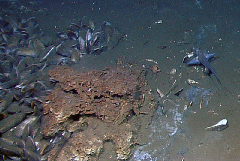 Chimera fish and golden crab (Chaceon sp.) near a clump of seep mussels. These animals spend much of their lives wandering the barren mud bottom of the Gulf of Mexico, but occasionally visit seeps. They could be important agents in transferring energy from seeps to the greater Gulf of Mexico food web.