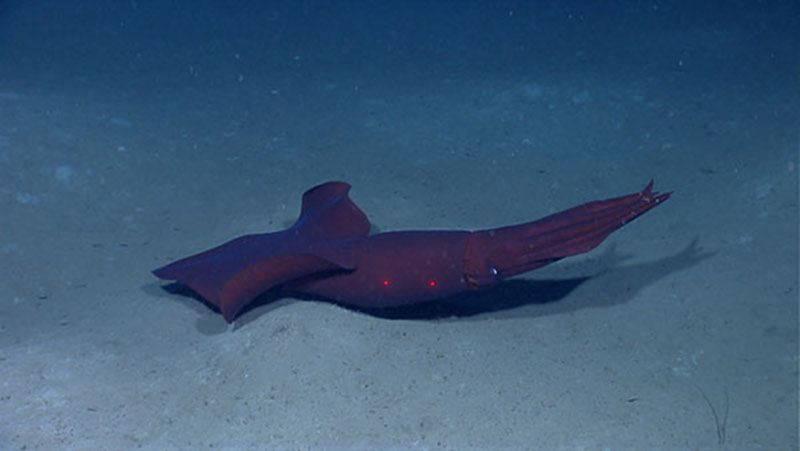 Many deep-sea animals are red. The only light found in the depths of the ocean is blue. Blue light does not reflect off of red animals, and makes them much more difficult to see unless you have a remotely operated vehicle with bright white lights.