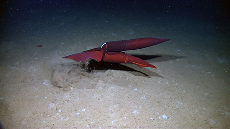 Two squids attempt to mate in the Gulf of Mexico.
