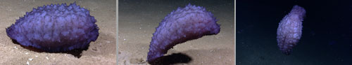 Benthothuria and escape swimmer: When disturbed by the remotely operated vehicle, Benthothuria flexes its body and empties its gut of heavy sediment. Having come off bottom, it remains suspended due to the neutral buoyancy of its thick purple body wall. Somehow it gains enough weight to sink and resume feeding.