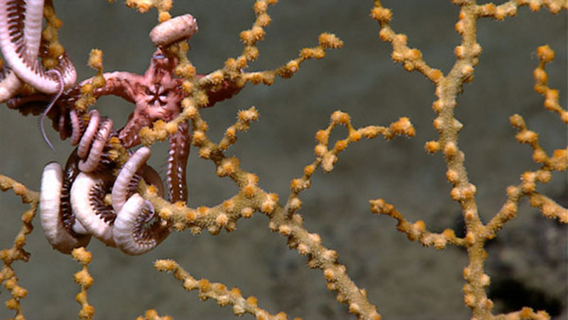 Close up image of a brittle star with arms wrapped around a paramuricid coral. The feeding side of the central disc is clearly visible in this still frame from Little Herc's high-definition camera. The coral polyps, yellow buds distributed along the branches, are retracted. The scale across the bottom of the field of view is approximately 10 centimeters.