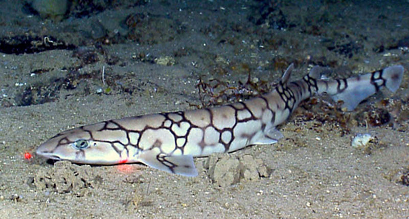 The catshark (family Scyliorhinidae) we encountered on the dive. Sharks have more to fear from us than we have to fear from them.