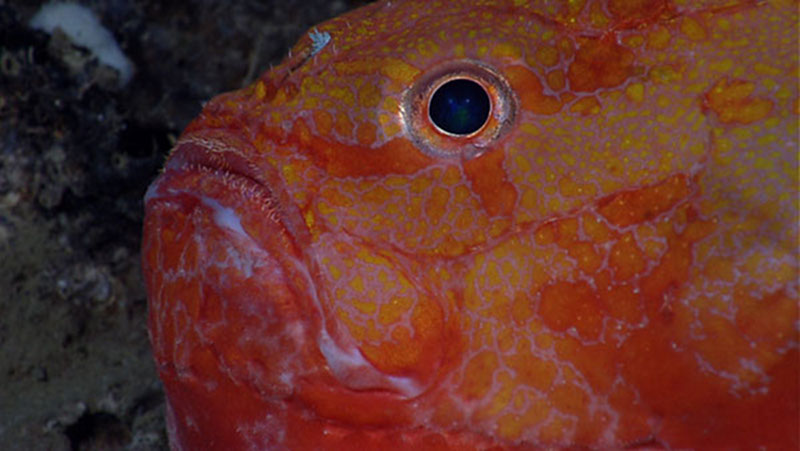 If the fire on shore had affected Okeanos Explorer VSAT communications, telepresence operations would have come to a screeching halt. None of the undersea footage – including images of these deep sea fish – would have made it back to scientists on shore.