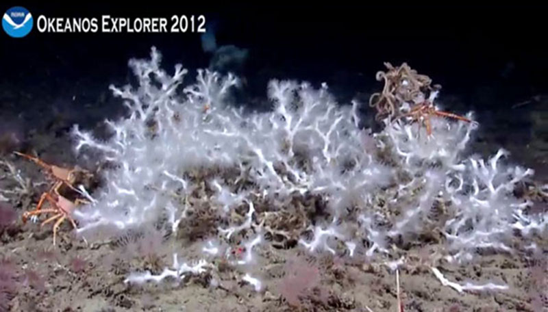 A Lophelia pertusa colony at 390 meters depth in the DeSoto Canyon region