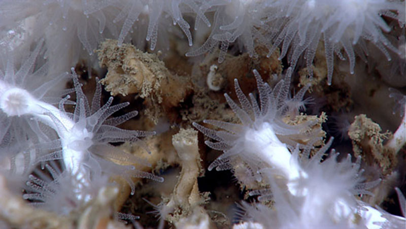 A frame-grab from high-definition video camera on the Little Hercules ROV showing live branches of Lophelia pertusa (in white) growing over dead branches (in brown).