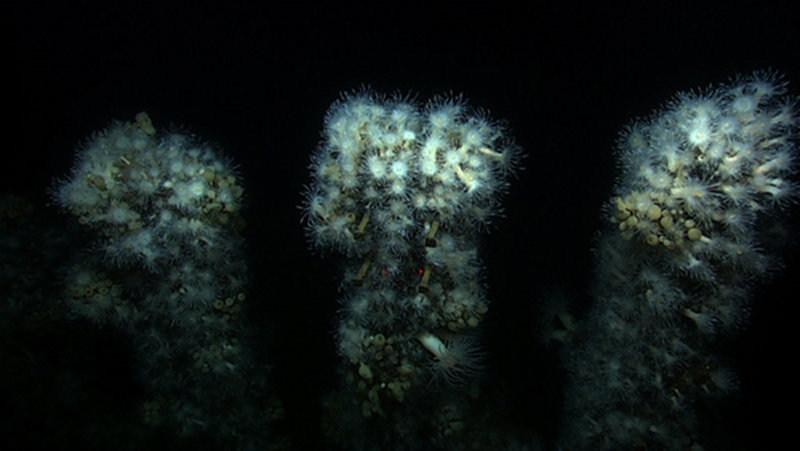 Ship timbers covered in anemone rising from the sediment.