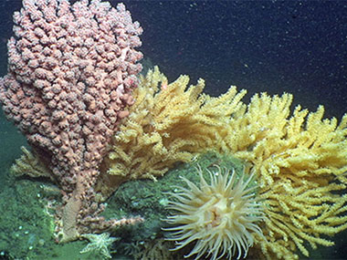 Bubblegum coral (Paragorgia), several colonies of Primnoa, an anemone, and sea star all inhabiting a boulder within the canyon.