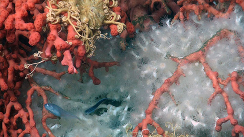 A bythitid meanders through a cluster of corals, including red Paragorgia and white Lophelia pertusa, and basket stars.