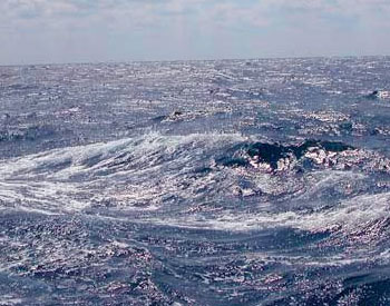 Deep-sea Benthos