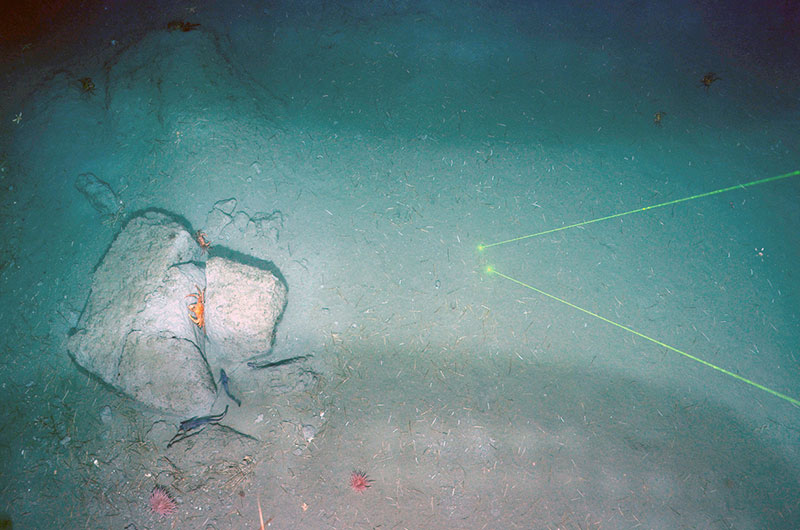 TowCam image of debris material that has been dislodged from a submarine landslide scarp just out of the frame. The position of the debris and lack of significant draping sediment suggest that its emplacement is relatively recent. The green lasers are 20 centimeters apart.