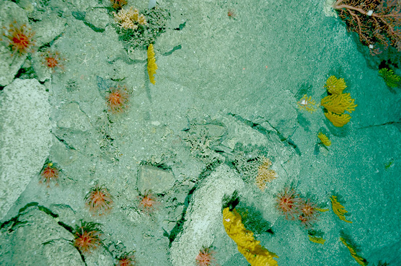 A diverse assemblage of deep-sea corals, including Anthomastus sp. (numerous, small red corals in foreground), Paragorgia sp. (large red coral in upper right corner), and Paramuricea sp. (yellow), observed on the eastern wall of Powell Canyon (950-1,180 meters).