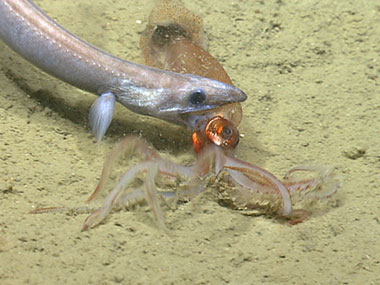 An eel unsuccessfully attacks a squid while it is resting on the seafloor in 750 meters waters.