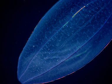 If you look closely, you can see a ctenophore, or comb jelly, being digested inside the larger predatory beroid ctenophore.