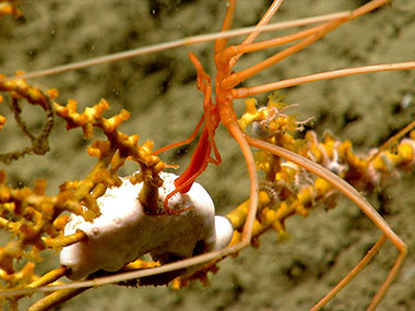 Deep-sea coral provides a habitat for many other animals. In this image, a pycnogonid or sea spider may be feeding on an anemone while both of them are living on a Paramuricea coral.