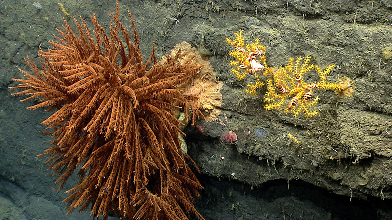 A large black coral and two Paramuricea corals in Oceanographer Canyon.
