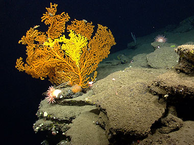 A Paramuricea coral in Nygren Canyon which 165 nautical miles southeast of Cape Cod, Massachusetts.