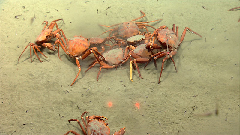 An aggregation of deep sea red crabs prey on what appear to be eggs lying on the seafloor. Large numbers of this commercially important species were imaged during today's dive. The red dots are lasers from the ROV located 10 centimeters apart.